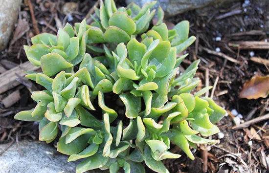 Image of a succulent in a front garden.