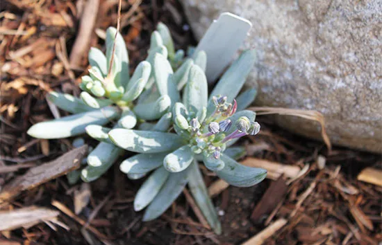 Image of a succulent in a front garden.