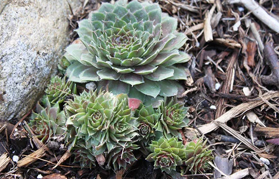 Image of a succulent in a front garden.